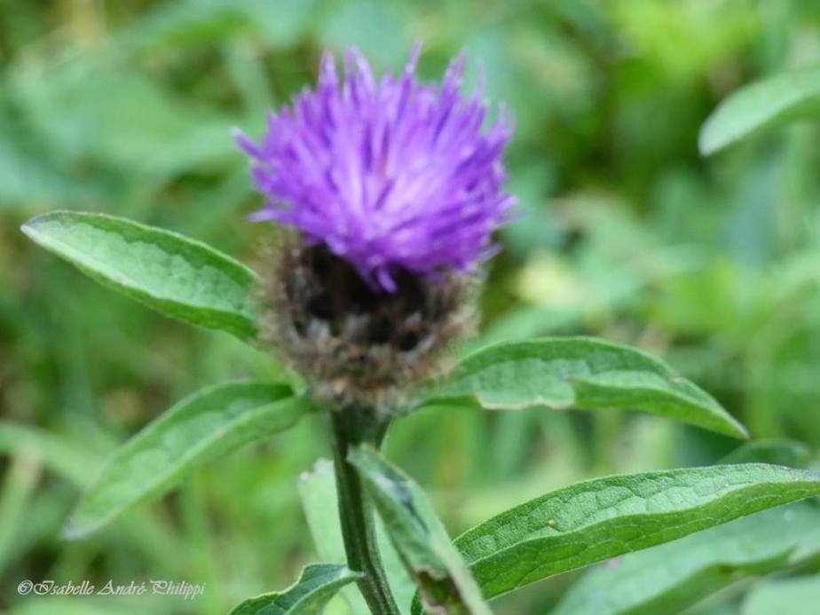 Fleurs de Saint-Antoine